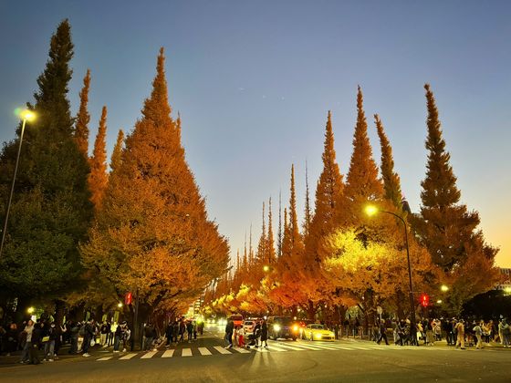 Ginkgo Avenue