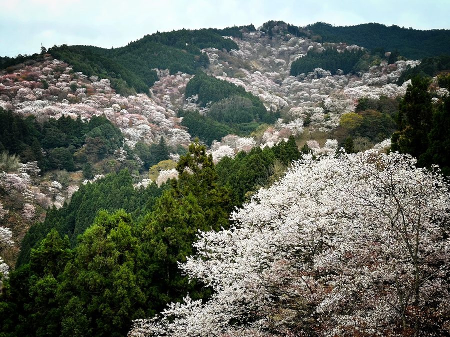 White in the Foreground